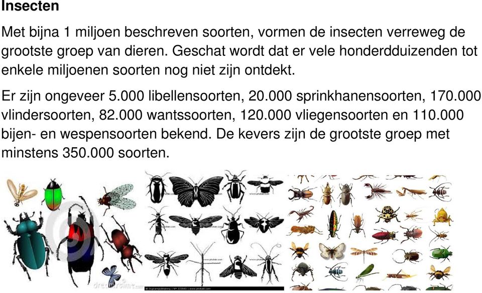 Er zijn ongeveer 5.000 libellensoorten, 20.000 sprinkhanensoorten, 170.000 vlindersoorten, 82.