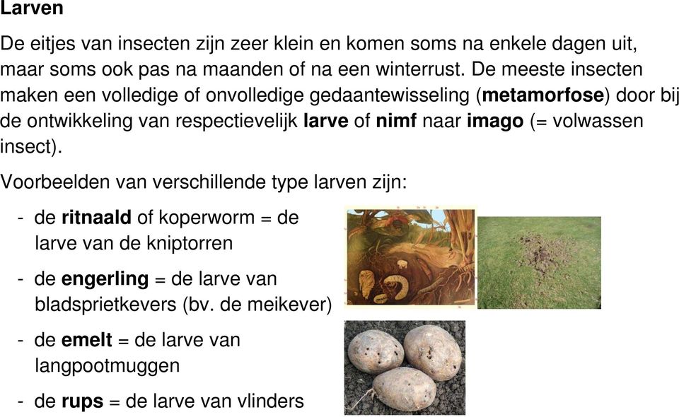 of nimf naar imago (= volwassen insect).