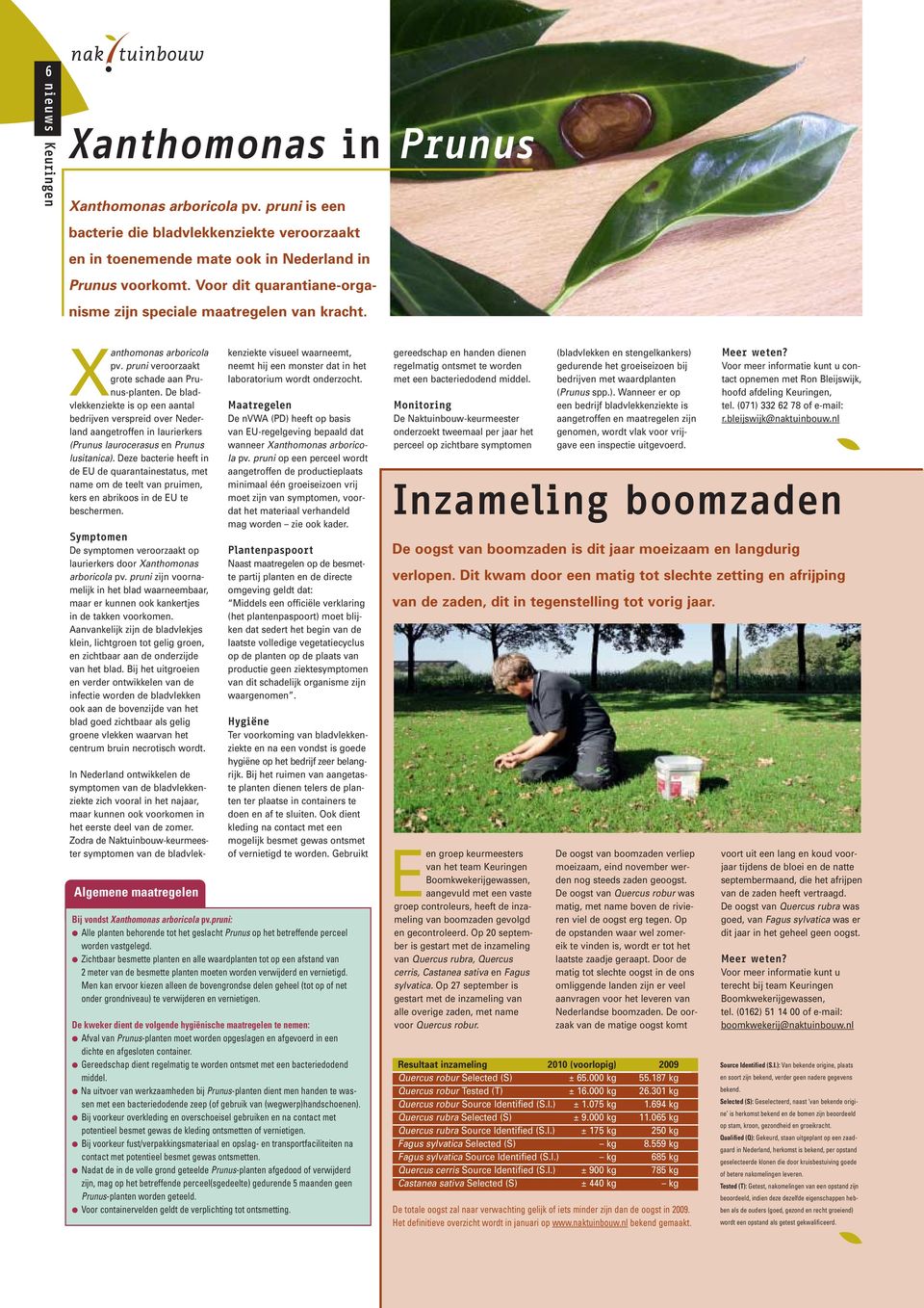 De bladvlekkenziekte is op een aantal bedrijven verspreid over Nederland aangetroffen in laurierkers (Prunus laurocerasus en Prunus lusitanica).