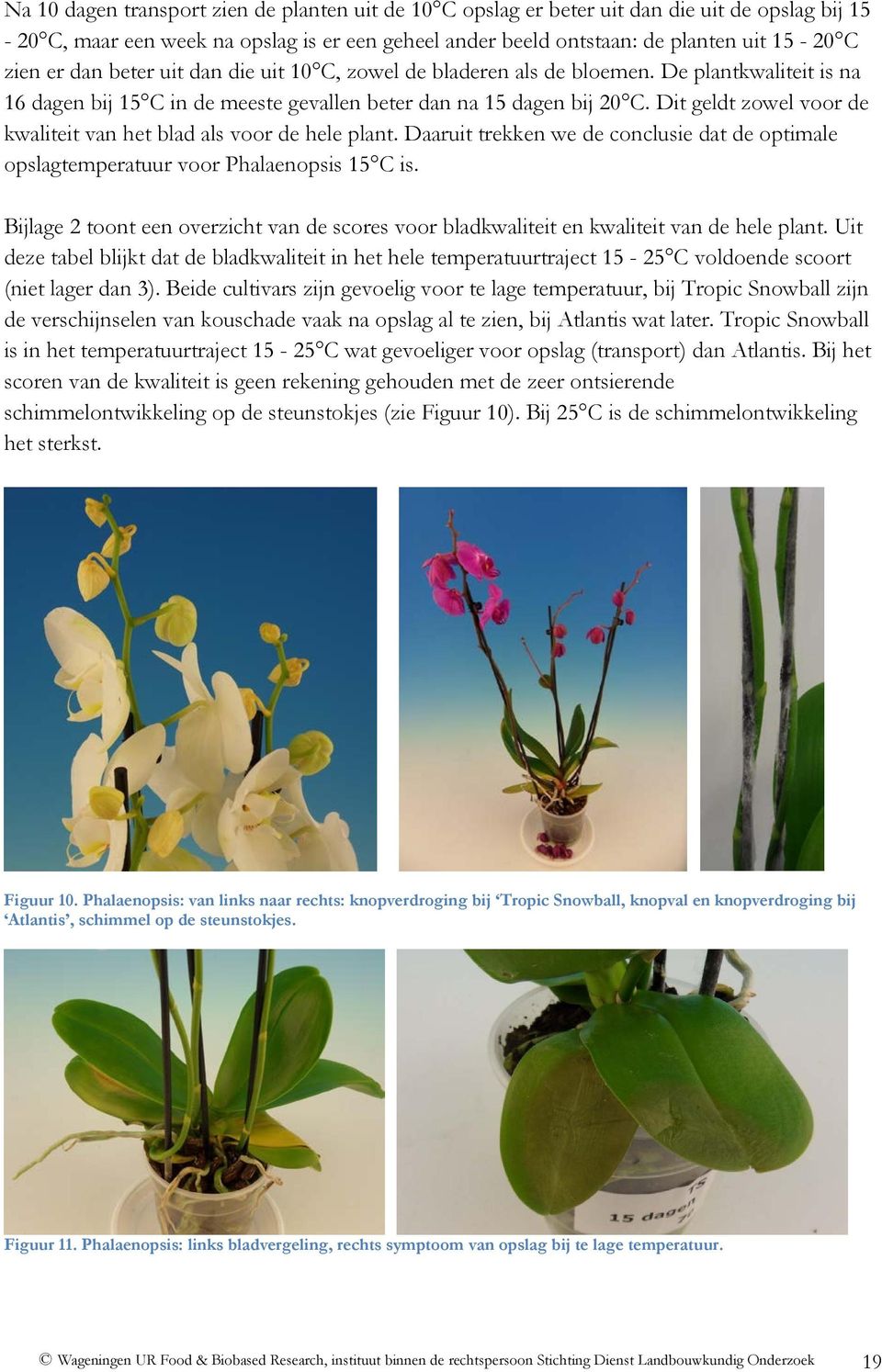 Dit geldt zowel voor de kwaliteit van het blad als voor de hele plant. Daaruit trekken we de conclusie dat de optimale opslagtemperatuur voor Phalaenopsis 1 C is.