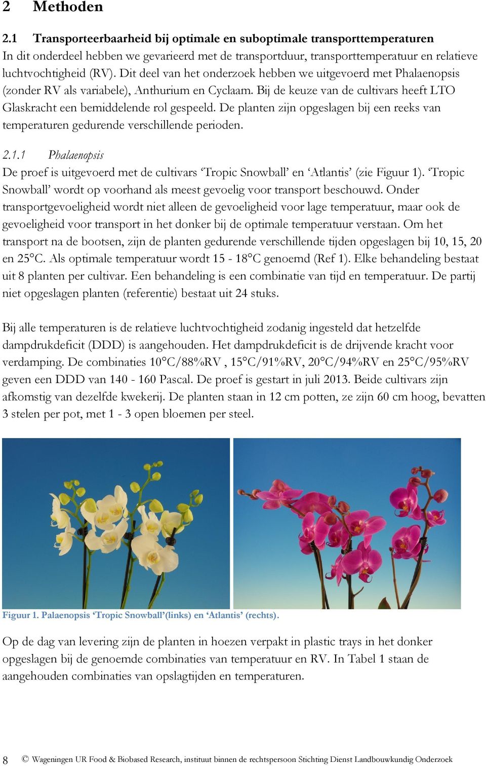 De planten zijn opgeslagen bij een reeks van temperaturen gedurende verschillende perioden..1.1 Phalaenopsis De proef is uitgevoerd met de cultivars Tropic Snowball en Atlantis (zie Figuur 1).