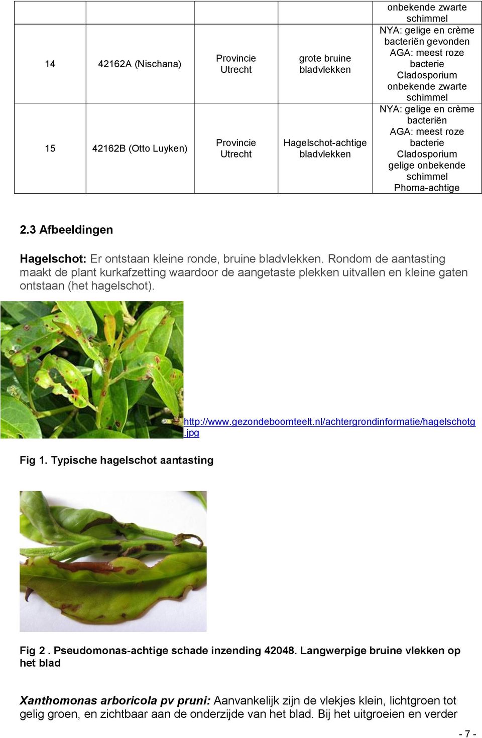 Rondom de aantasting maakt de plant kurkafzetting waardoor de aangetaste plekken uitvallen en kleine gaten ontstaan (het hagelschot). Fig 1. Typische hagelschot aantasting http://www.gezondeboomteelt.