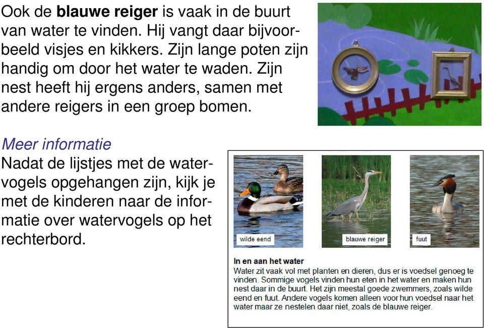 Zijn lange poten zijn handig om door het water te waden.