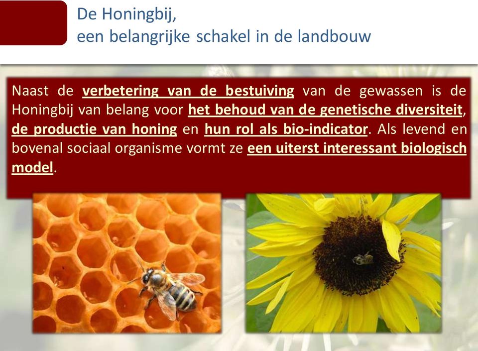 genetische diversiteit, de productie van honing en hun rol als bio-indicator.