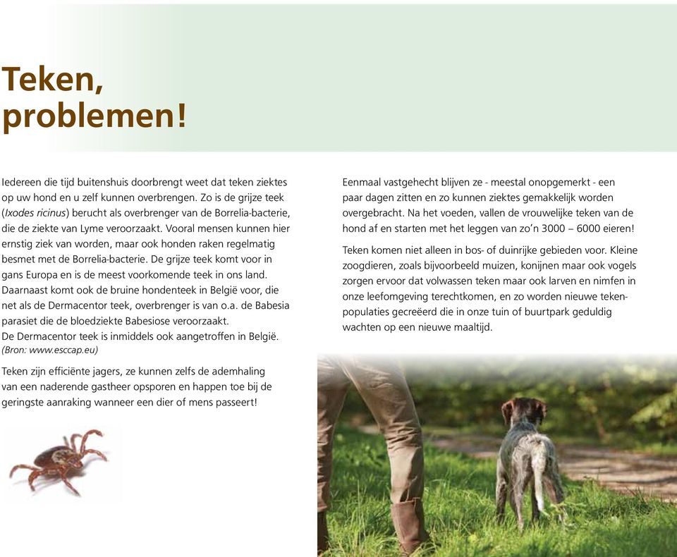 Vooral mensen kunnen hier ernstig ziek van worden, maar ook honden raken regelmatig besmet met de Borrelia-bacterie.