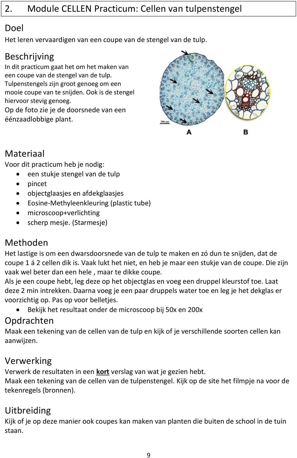 Ook is de stengel hiervoor stevig genoeg. Op de foto zie je de doorsnede van een éénzaadlobbige plant.