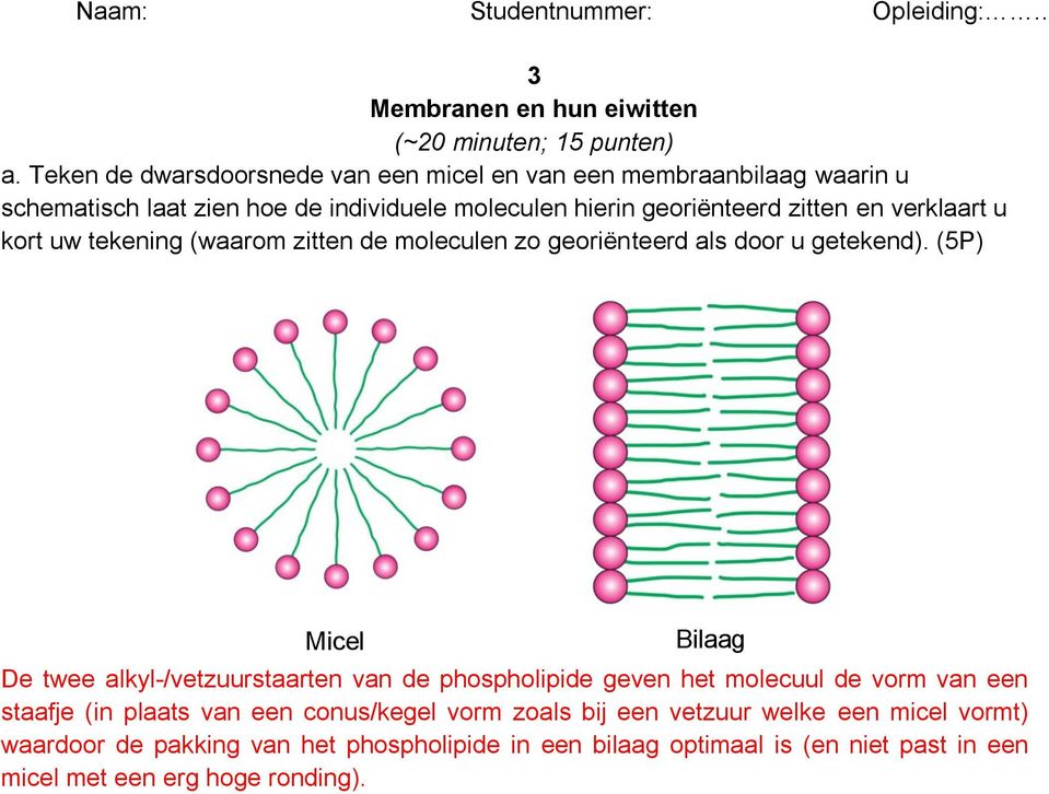 verklaart u kort uw tekening (waarom zitten de moleculen zo georiënteerd als door u getekend).