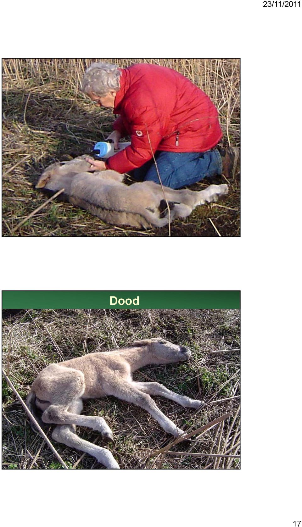 Dood - Zorgen voor genetisch sterke kudde - beheerder haalt zwakke dieren eruit (wolf) - Zorgen voor sociaal sterke kudde - goede terrein kennis / plantenkennis - dieren 