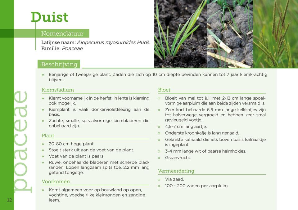 Plant» 20-80 cm hoge plant.» Stoelt sterk uit aan de voet van de plant.» Voet van de plant is paars.» Ruwe, onbehaarde bladeren met scherpe bladranden. Lopen langzaam spits toe.