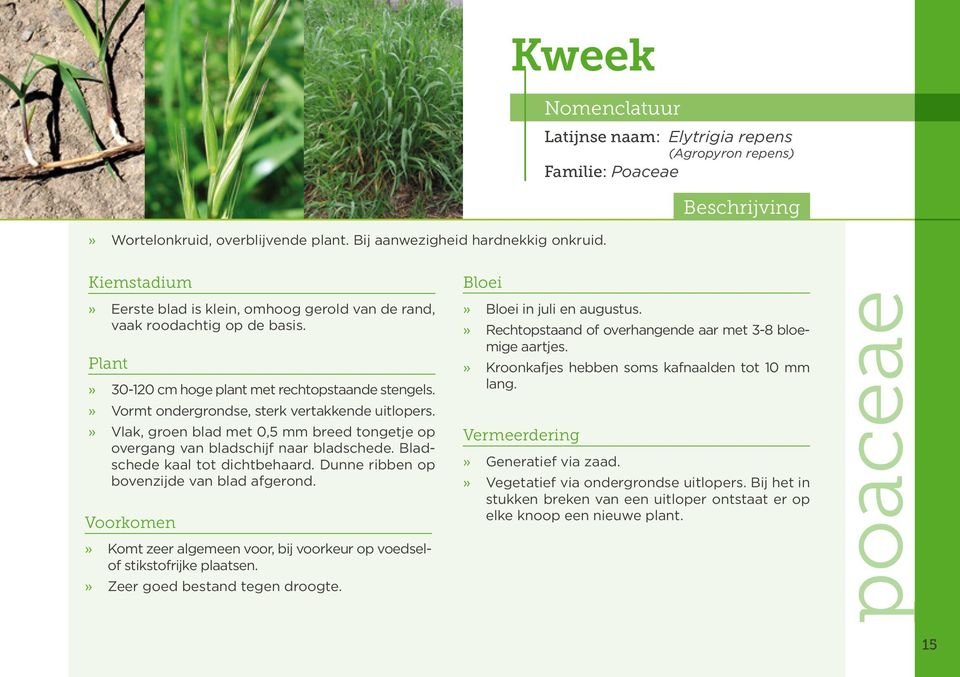 Plant» 30-120 cm hoge plant met rechtopstaande stengels.» Vormt ondergrondse, sterk vertakkende uitlopers.» Vlak, groen blad met 0,5 mm breed tongetje op overgang van bladschijf naar bladschede.