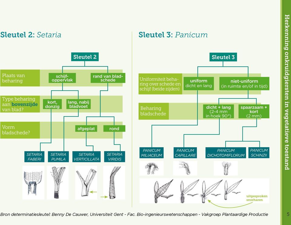 Uniformiteit beharing over schede en schijf (beide zijden) Beharing bladschede PANICUM MILIACEUM uniform dicht en lang PANICUM CAPILLARE Sleutel 3 dicht + lang (2-4 mm in hoek 90 )