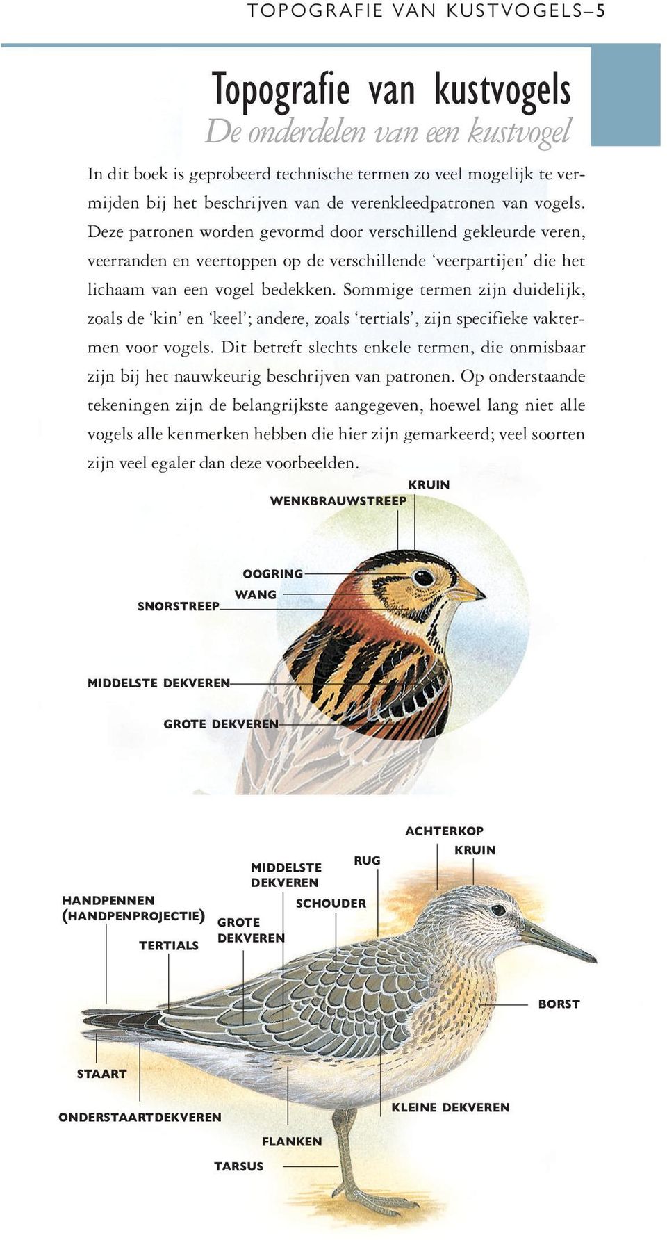 Sommige termen zijn duidelijk, zoals de kin en keel ; andere, zoals tertials, zijn specifieke vaktermen voor vogels.