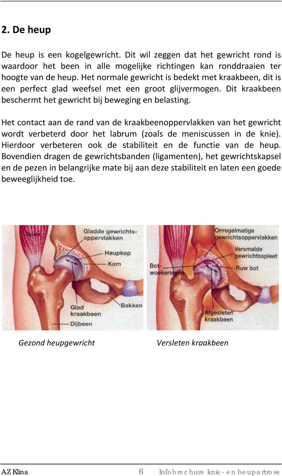 Het contact aan de rand van de kraakbeenoppervlakken van het gewricht wordt verbeterd door het labrum (zoals de meniscussen in de knie).