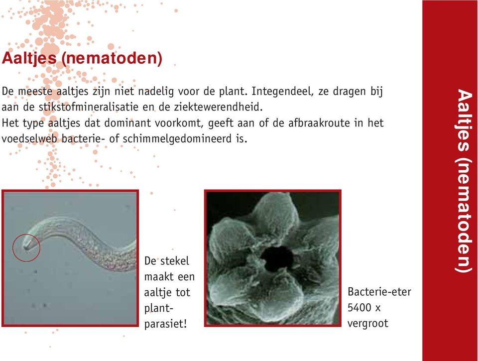 Het type aaltjes dat dominant voorkomt, geeft aan of de afbraakroute in het voedselweb