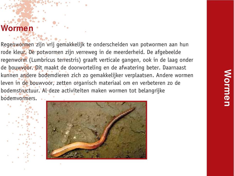 De afgebeelde regenworm (Lumbricus terrestris) graaft verticale gangen, ook in de laag onder de bouwvoor.