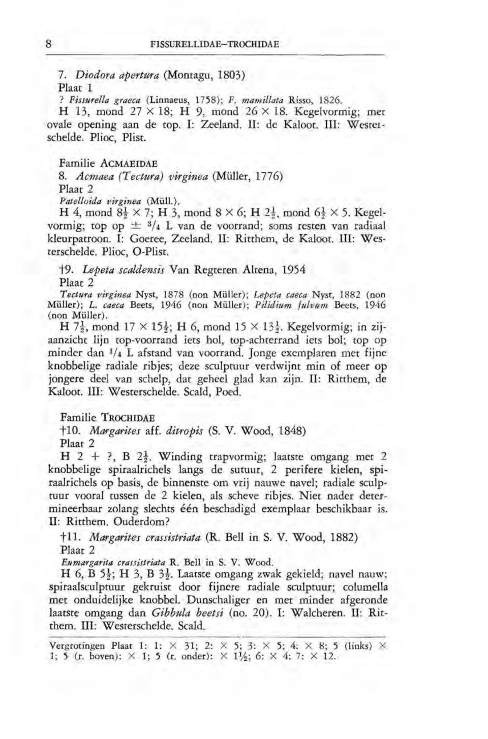 Acmaea (Tectura) virginea (Milller, 1776) Plaat 2 Patelloida virginea (Mull.). H 4, mond 8t X 7; H 3, mond 8 X 6; H 2t, mond 6t X 5.