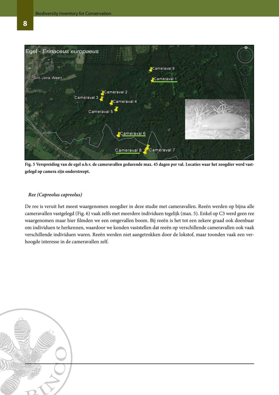 Reeën werden op bijna alle cameravallen vastgelegd (Fig. 6) vaak zelfs met meerdere individuen tegelijk (max. 5). Enkel op C3 werd geen ree waargenomen maar hier filmden we een omgevallen boom.