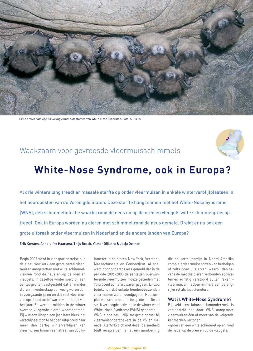 Deze sterfte hangt samen met het White-Nose Syndrome (WNS), een schimmelinfectie waarbij rond de neus en op de oren en vleugels witte schimmelgroei optreedt.