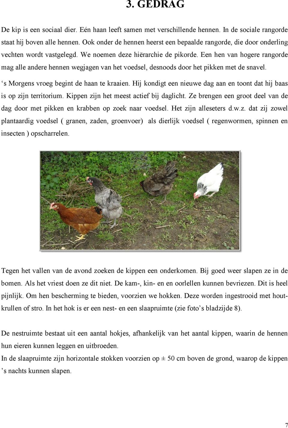 Een hen van hogere rangorde mag alle andere hennen wegjagen van het voedsel, desnoods door het pikken met de snavel. s Morgens vroeg begint de haan te kraaien.