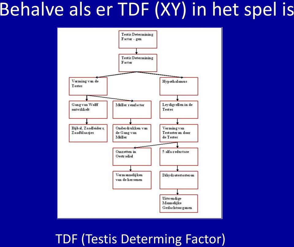 spel is TDF