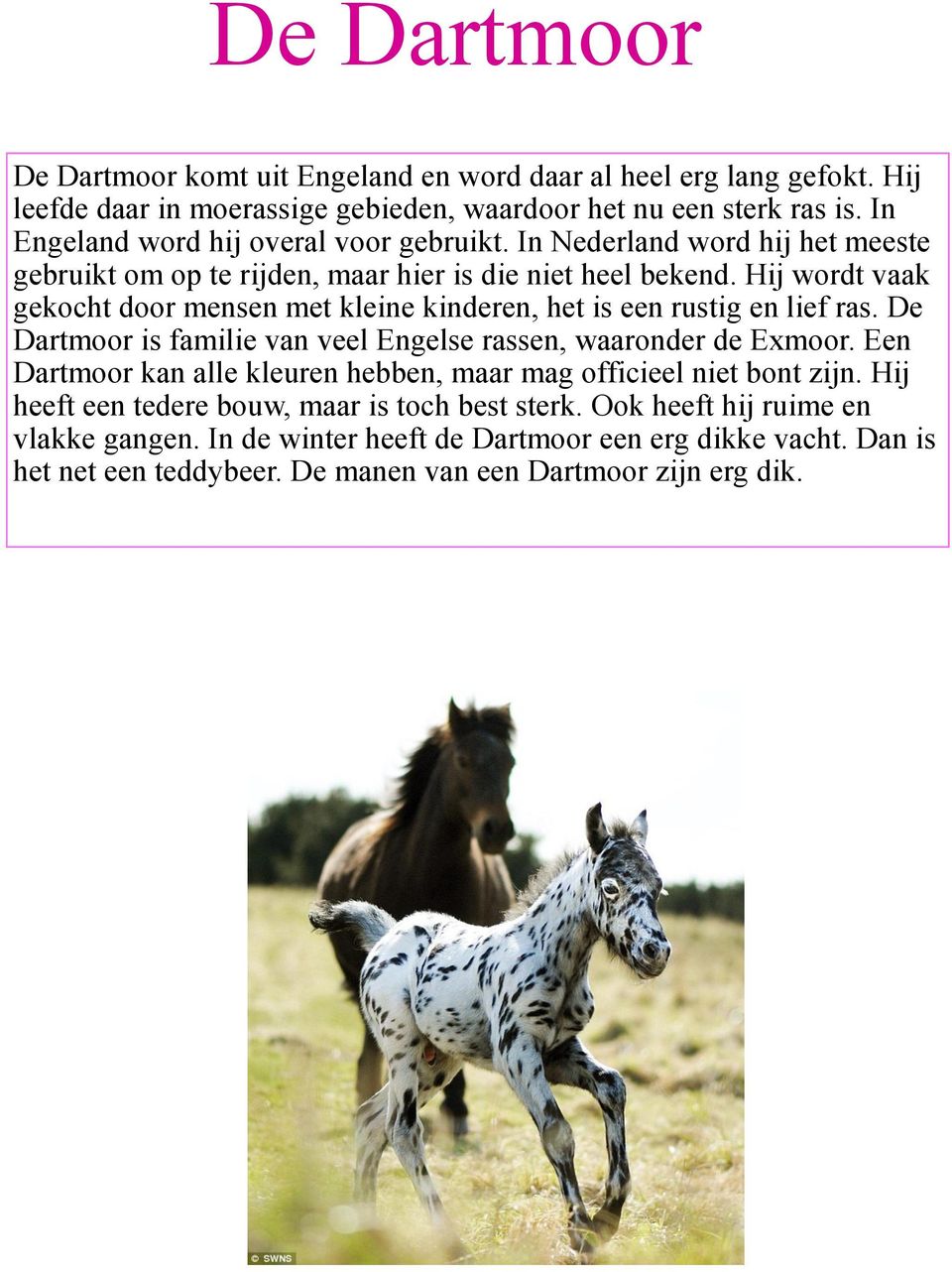 Hij wordt vaak gekocht door mensen met kleine kinderen, het is een rustig en lief ras. De Dartmoor is familie van veel Engelse rassen, waaronder de Exmoor.