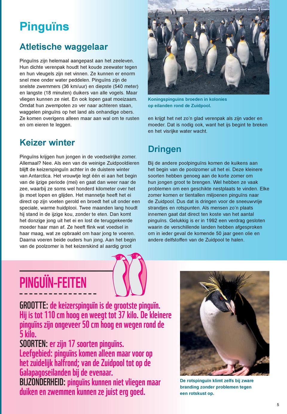 En ook lopen gaat moeizaam. Omdat hun zwempoten zo ver naar achteren staan, waggelen pinguïns op het land als onhandige obers.