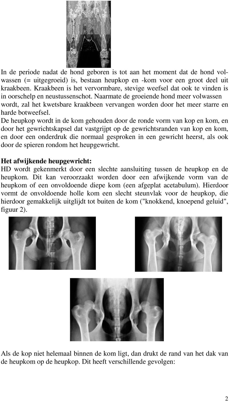 Naarmate de groeiende hond meer volwassen wordt, zal het kwetsbare kraakbeen vervangen worden door het meer starre en harde botweefsel.