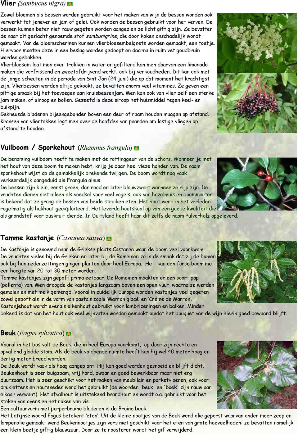 Van de bloemschermen kunnen vlierbloesembeignets worden gemaakt, een toetje. Hiervoor moeten deze in een beslag worden gedoopt en daarna in ruim vet goudbruin worden gebakken.