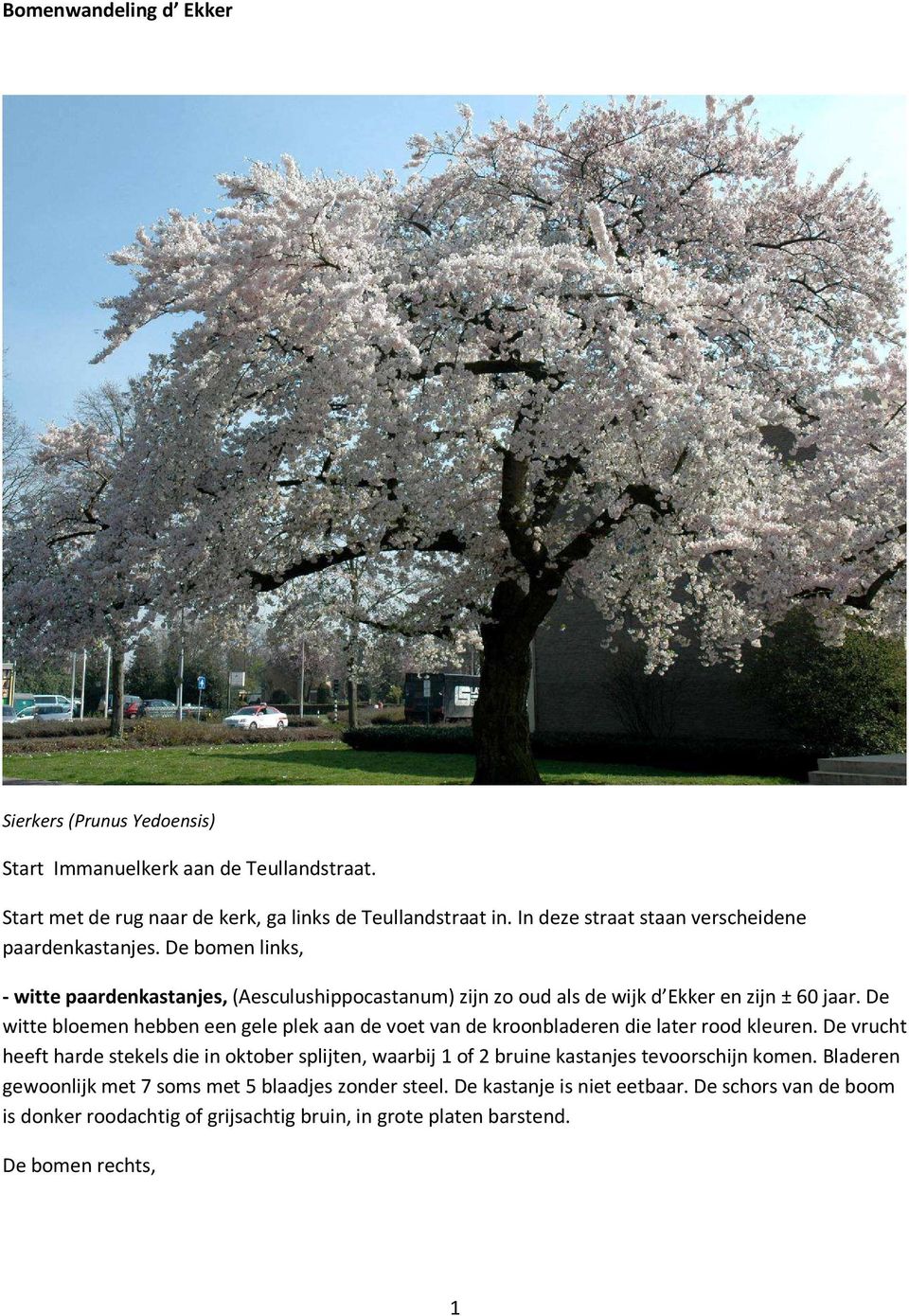 De witte bloemen hebben een gele plek aan de voet van de kroonbladeren die later rood kleuren.