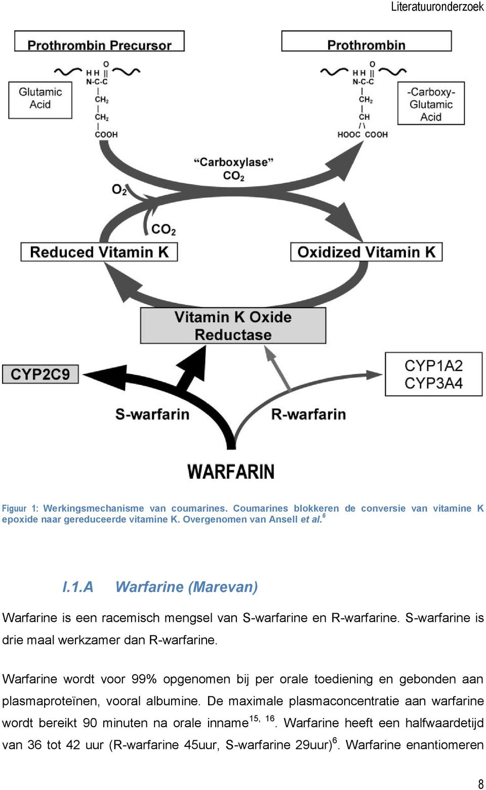 S-warfarine is drie maal werkzamer dan R-warfarine. Warfarine wordt voor 99% opgenomen bij per orale toediening en gebonden aan plasmaproteïnen, vooral albumine.