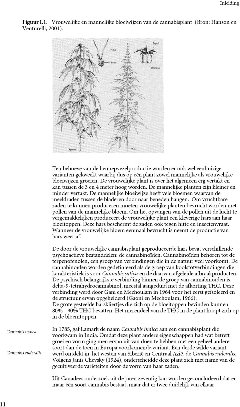 De vrouwelijke plant is over het algemeen erg vertakt en kan tussen de 3 en 4 meter hoog worden. De mannelijke planten zijn kleiner en minder vertakt.