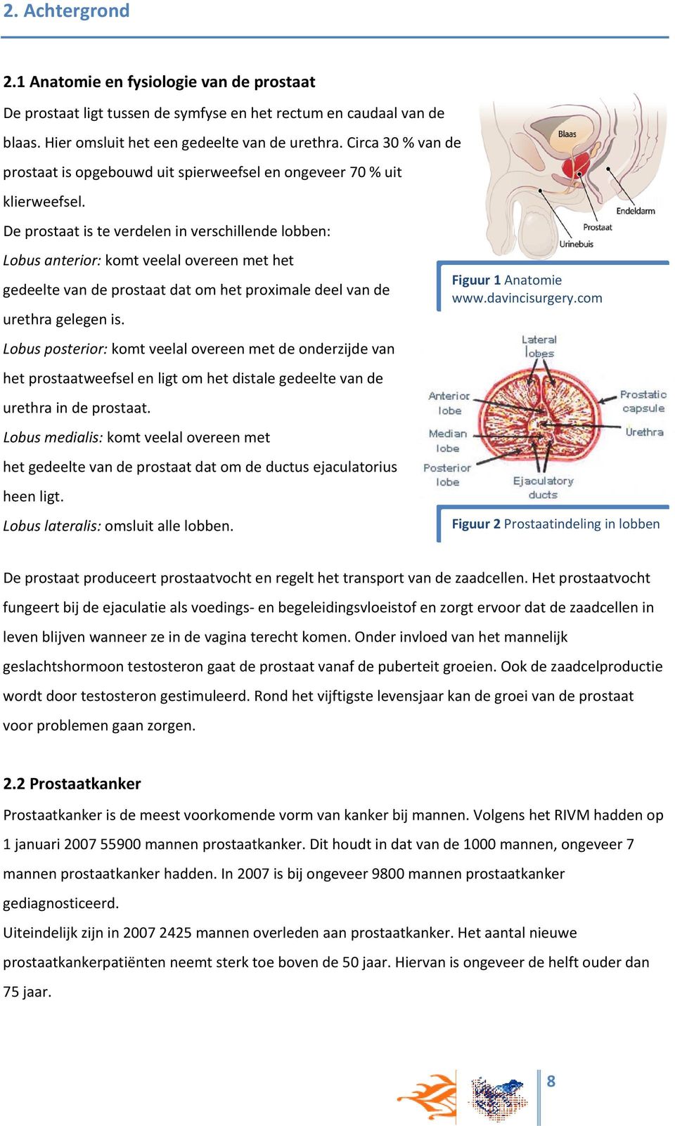 De prostaat is te verdelen in verschillende lobben: Lobus anterior: komt veelal overeen met het gedeelte van de prostaat dat om het proximale deel van de urethra gelegen is.