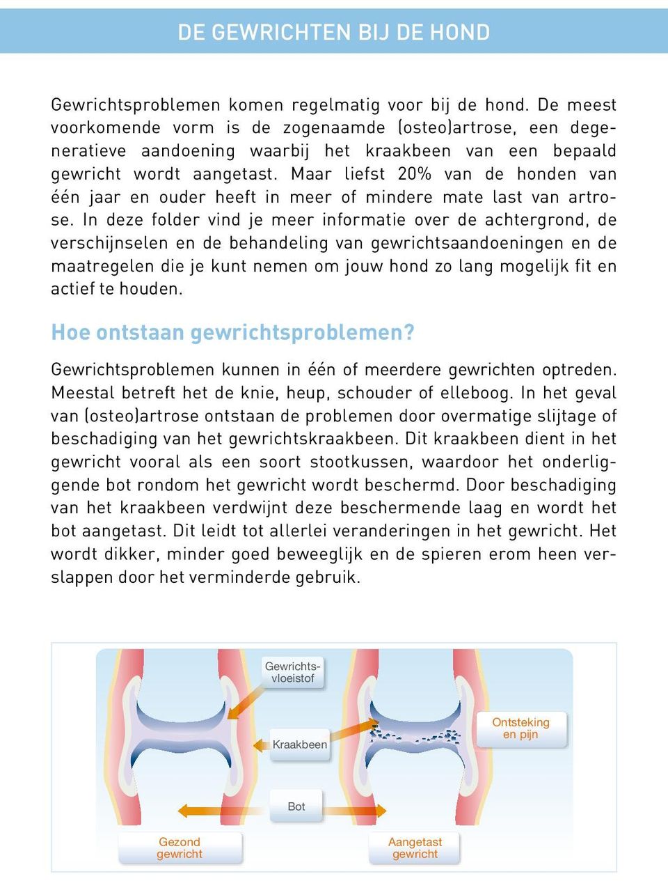 Maar liefst 20% van de honden van één jaar en ouder heeft in meer of mindere mate last van artrose.