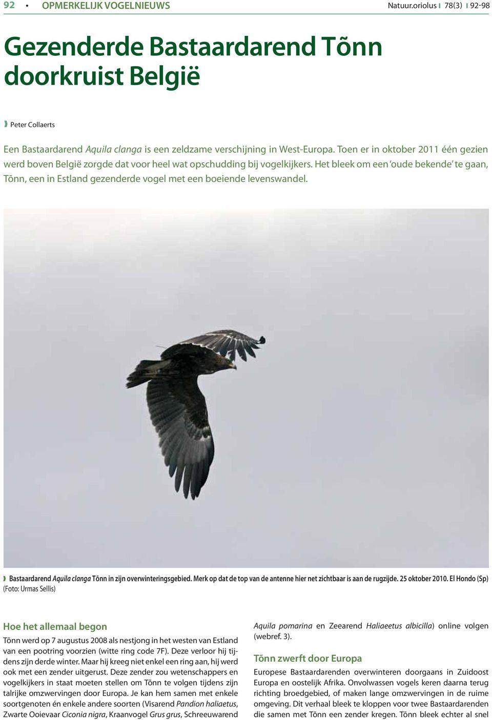 Het bleek om een oude bekende te gaan, Tõnn, een in Estland gezenderde vogel met een boeiende levenswandel. Bastaardarend Aquila clanga Tõnn in zijn overwinteringsgebied.
