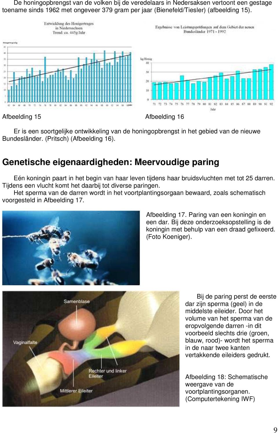 Genetische eigenaardigheden: Meervoudige paring Eén koningin paart in het begin van haar leven tijdens haar bruidsvluchten met tot 25 darren. Tijdens een vlucht komt het daarbij tot diverse paringen.