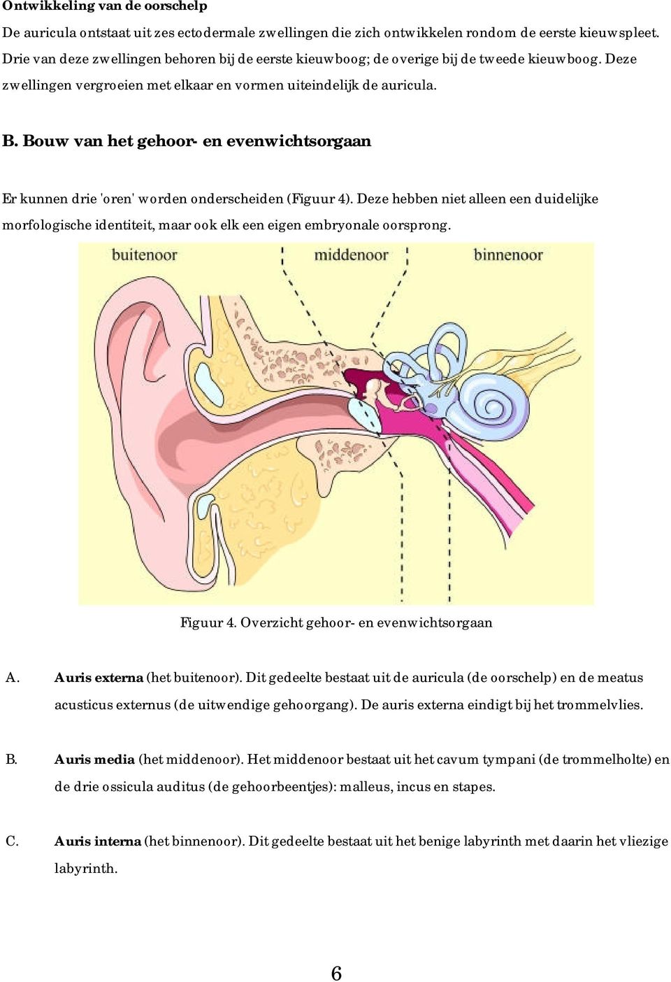 Bouw van het gehoor- en evenwichtsorgaan Er kunnen drie 'oren' worden onderscheiden (Figuur 4).
