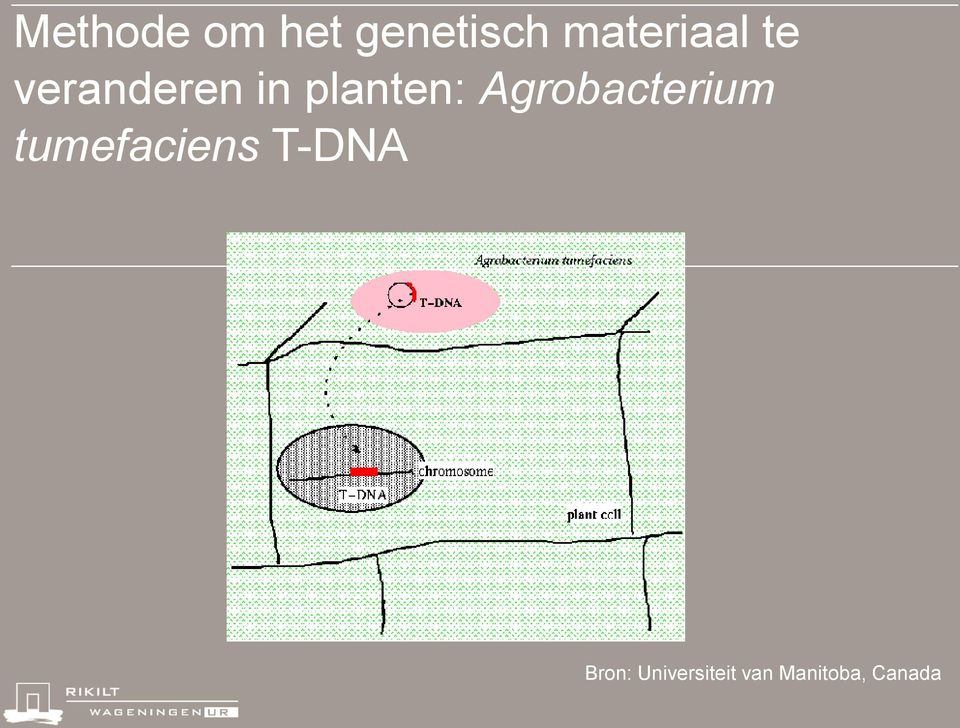 planten: Agrobacterium