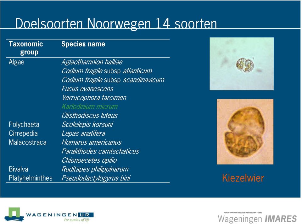 atlanticum Codium fragile subsp scandinavicum Scolelepis korsuni Lepas anatifera