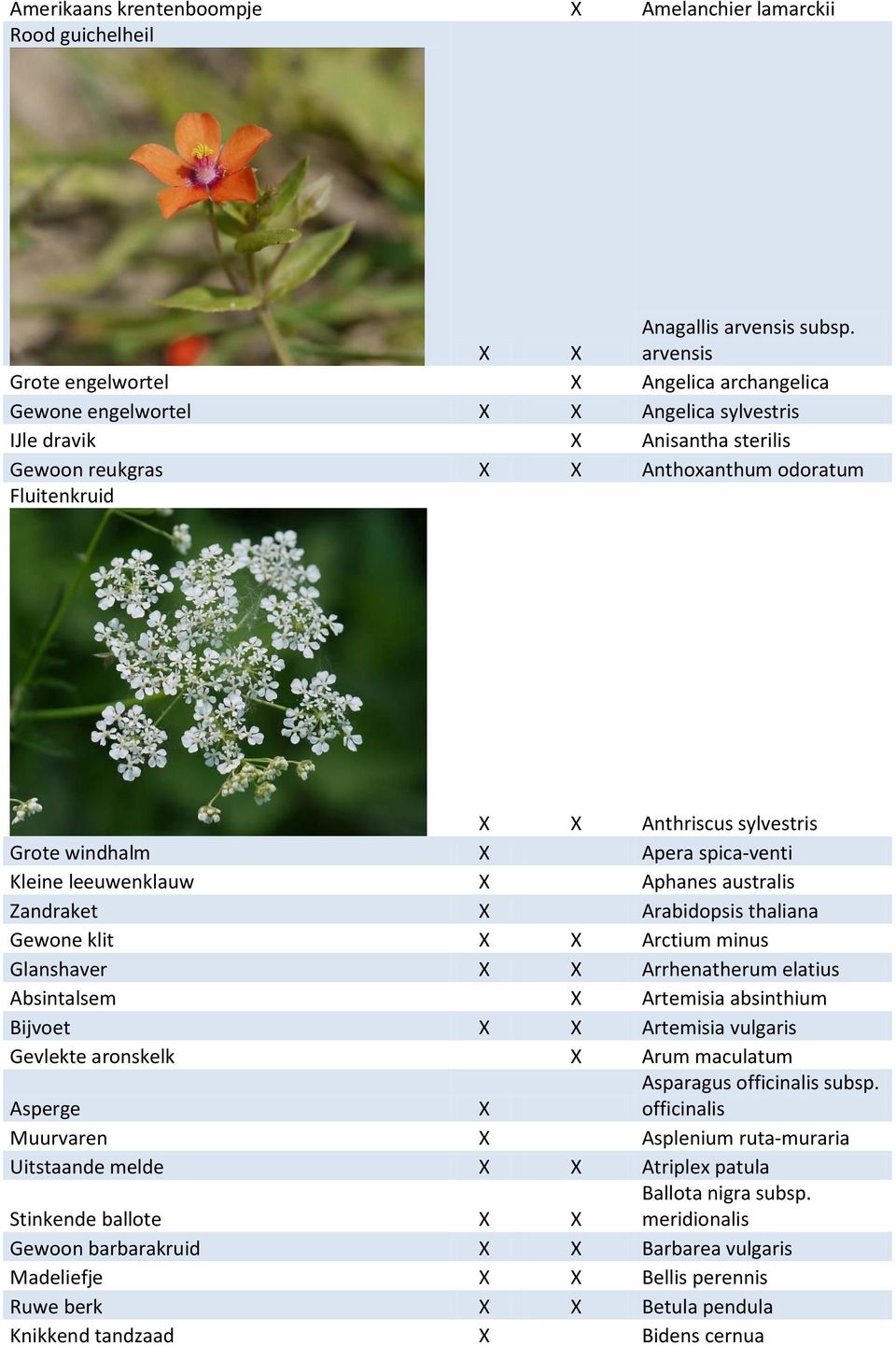 sylvestris Grote windhalm X Apera spica-venti Kleine leeuwenklauw X Aphanes australis Zandraket X Arabidopsis thaliana Gewone klit X X Arctium minus Glanshaver X X Arrhenatherum elatius Absintalsem X