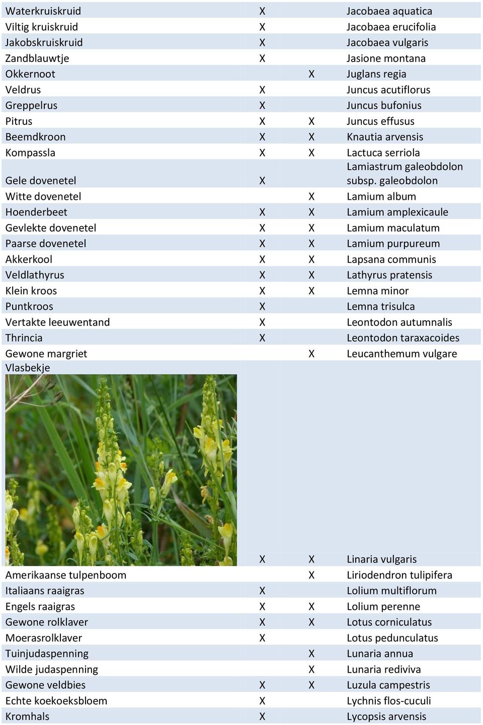 galeobdolon Witte dovenetel X Lamium album Hoenderbeet X X Lamium amplexicaule Gevlekte dovenetel X X Lamium maculatum Paarse dovenetel X X Lamium purpureum Akkerkool X X Lapsana communis