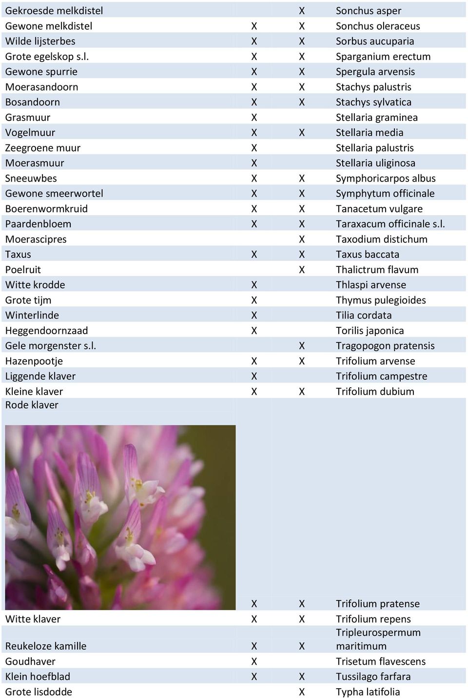 X Sonchus asper Gewone melk