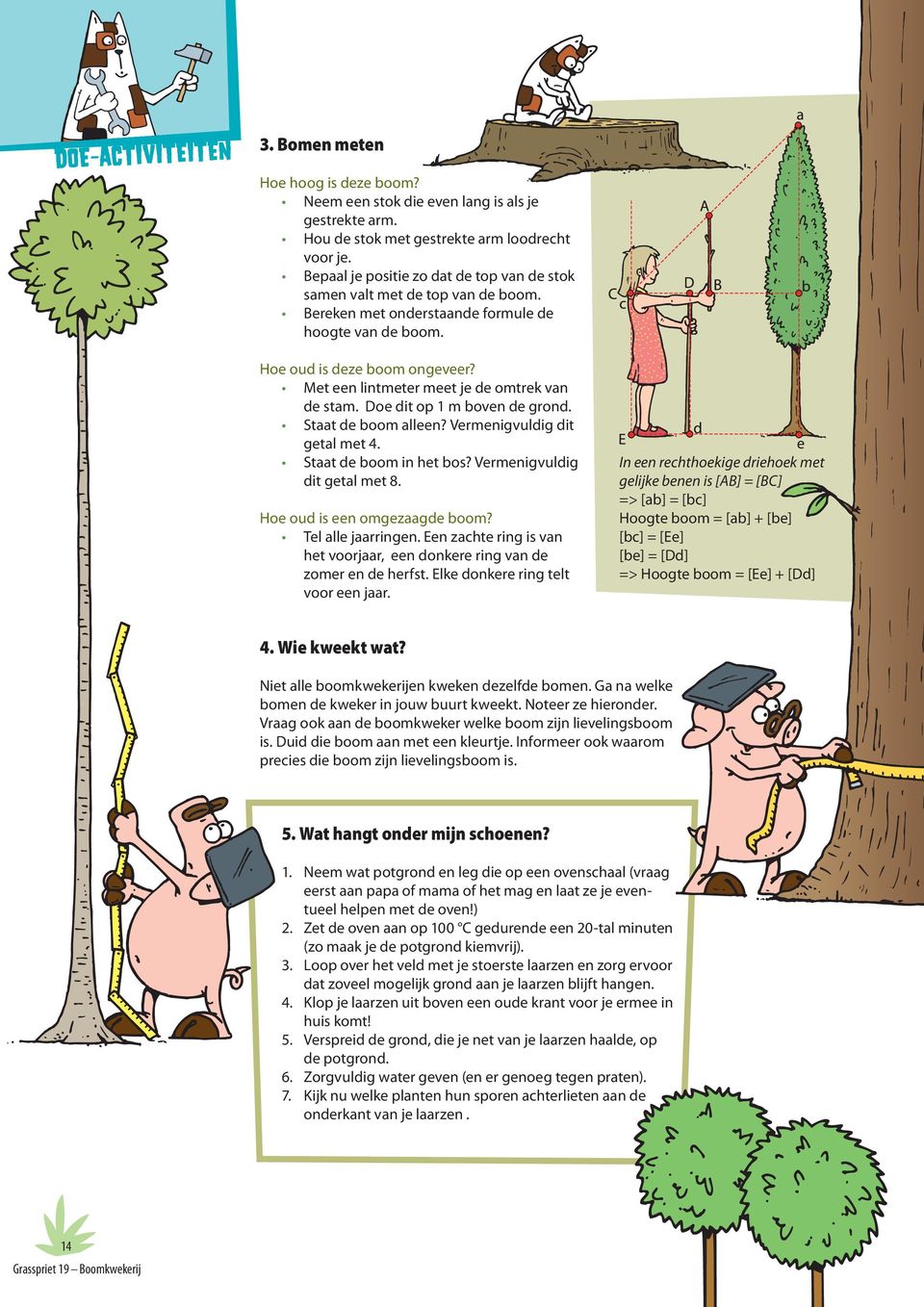 Met een lintmeter meet je de omtrek van de stam. Doe dit op 1 m boven de grond. Staat de boom alleen? Vermenigvuldig dit getal met. Staat de boom in het bos? Vermenigvuldig dit getal met 8.