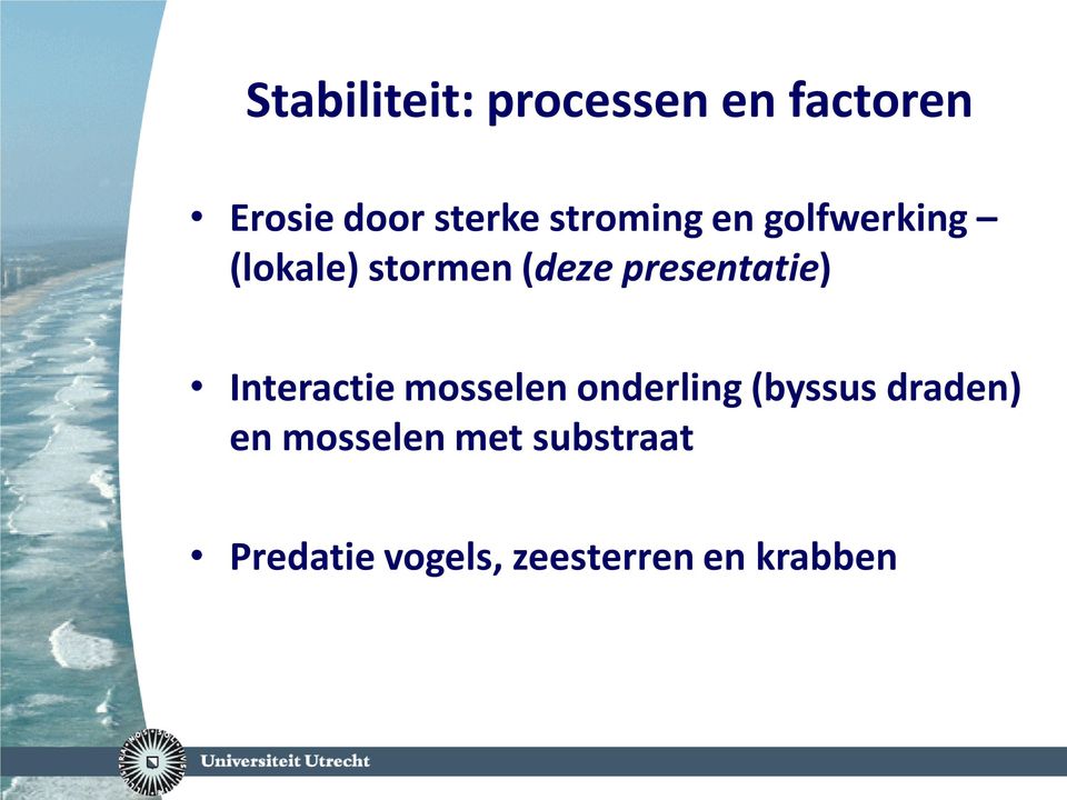 presentatie) Interactie mosselen onderling (byssus