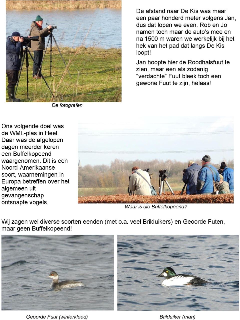 Jan hoopte hier de Roodhalsfuut te zien, maar een als zodanig verdachte Fuut bleek toch een gewone Fuut te zijn, helaas! De fotografen Ons volgende doel was de WML-plas in Heel.