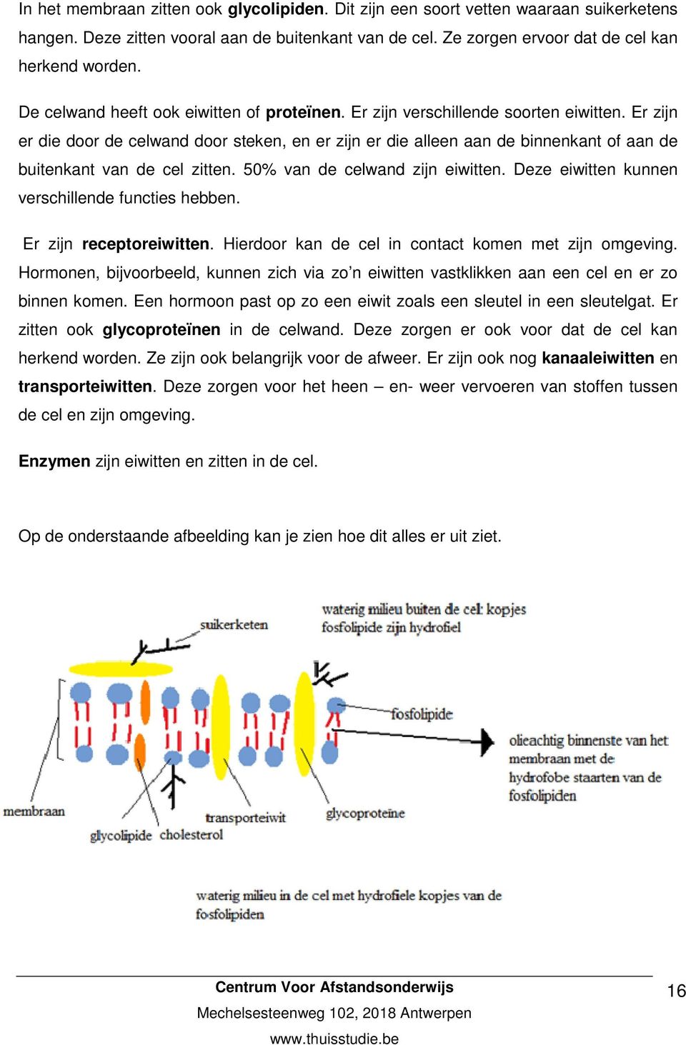 Er zijn er die door de celwand door steken, en er zijn er die alleen aan de binnenkant of aan de buitenkant van de cel zitten. 50% van de celwand zijn eiwitten.