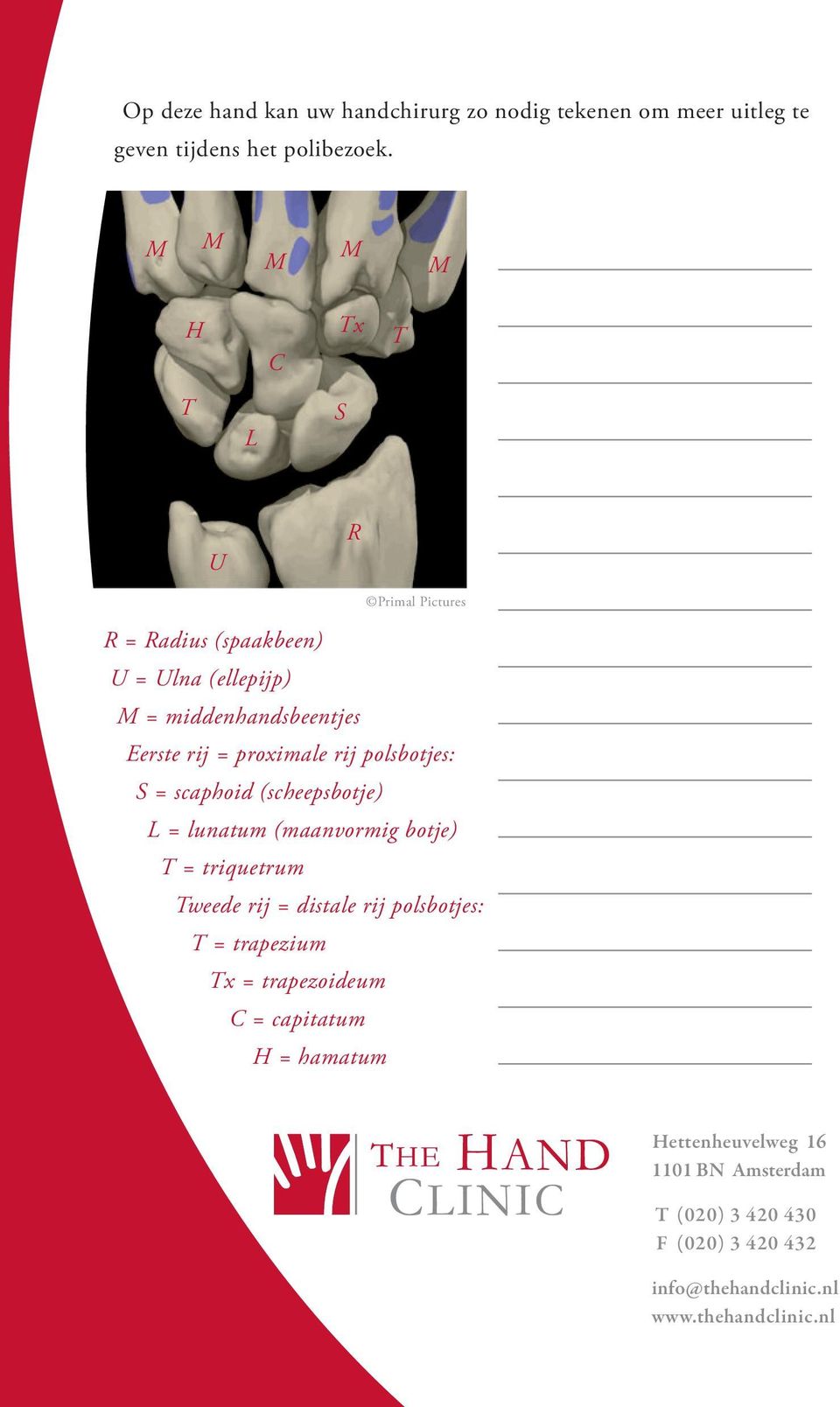 proximale rij polsbotjes: S = scaphoid (scheepsbotje) L = lunatum (maanvormig botje) T = triquetrum Tweede rij = distale rij