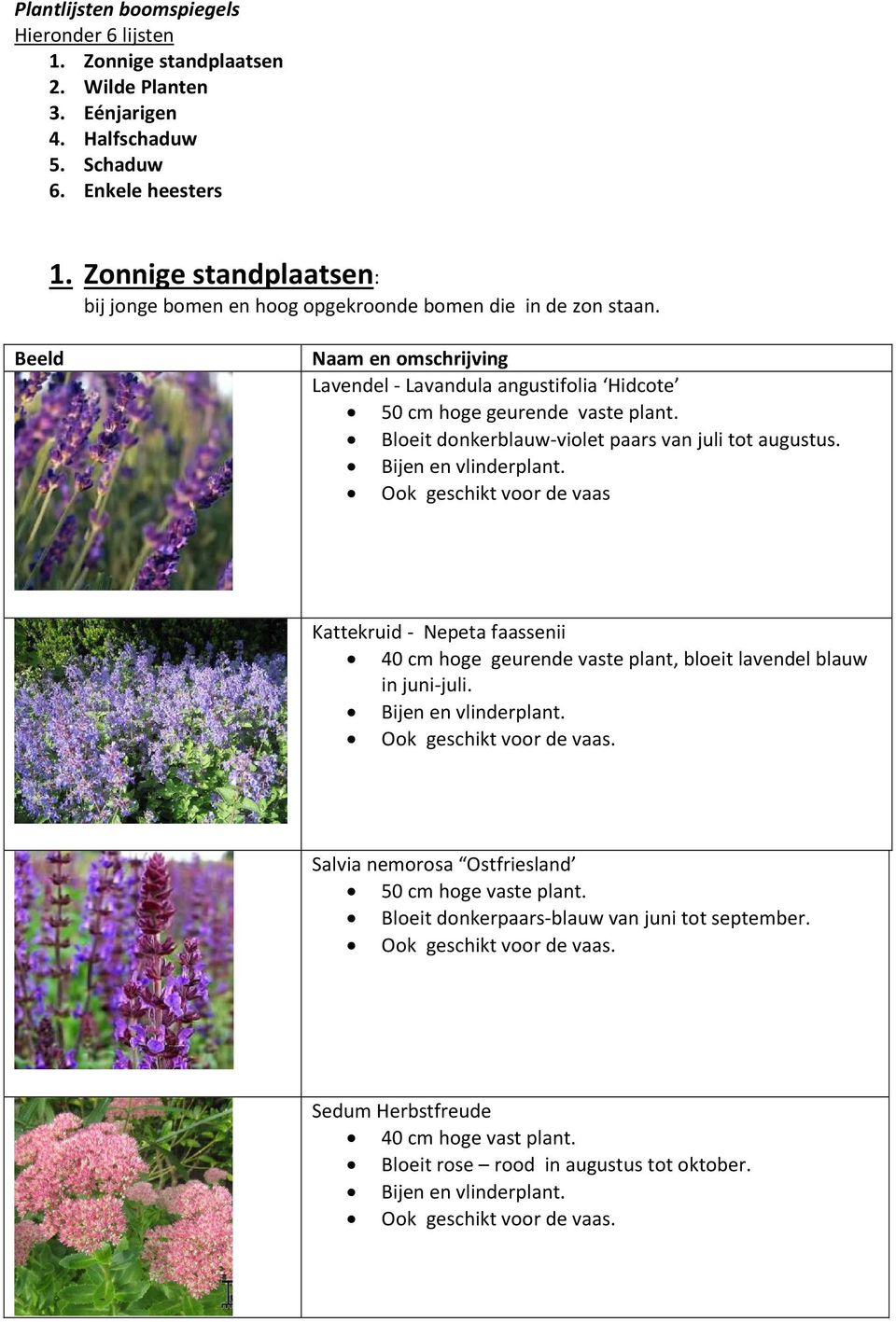 Bloeit donkerblauw-violet paars van juli tot augustus. Ook geschikt voor de vaas Kattekruid - Nepeta faassenii 40 cm hoge geurende vaste plant, bloeit lavendel blauw in juni-juli.