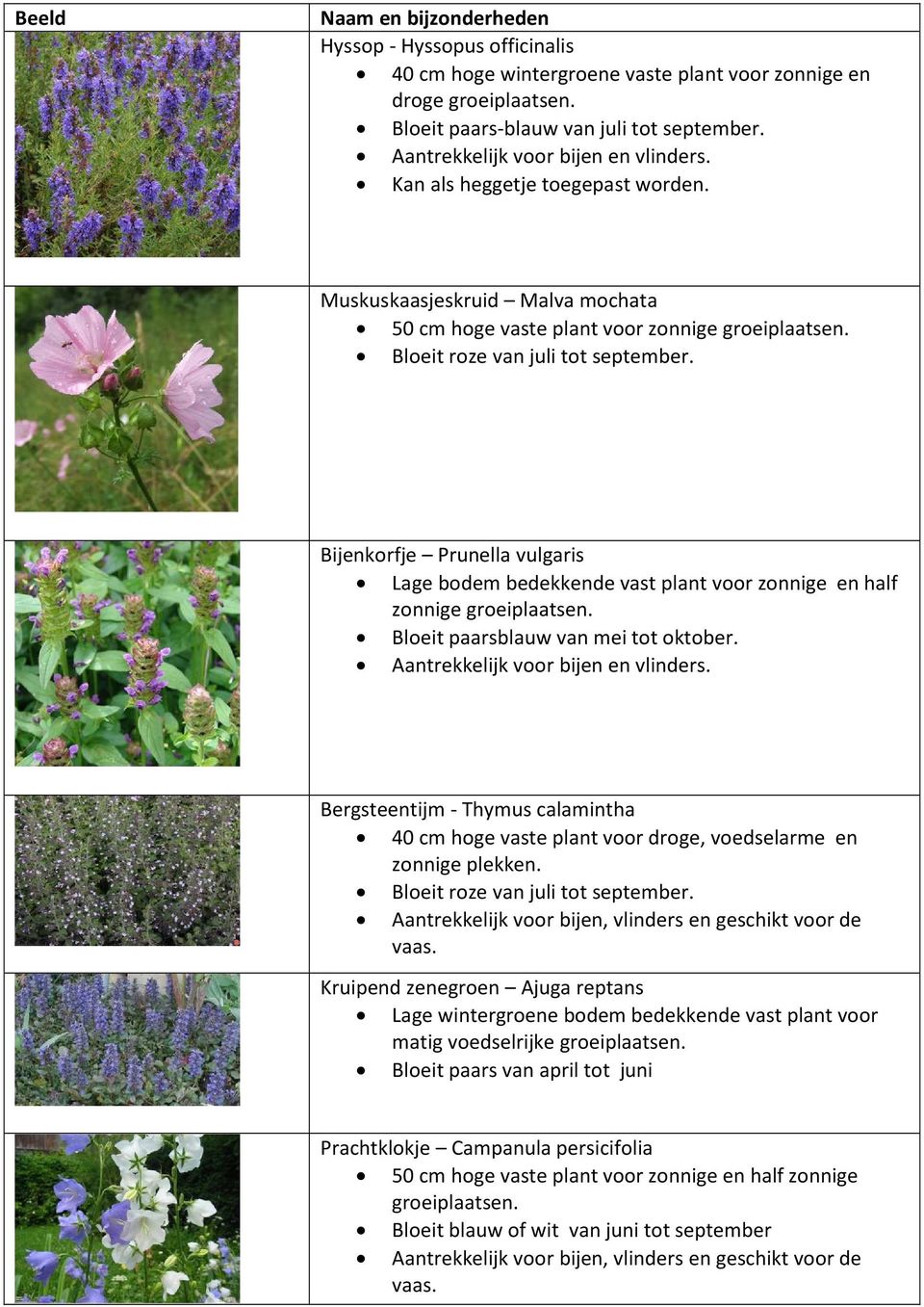 Bijenkorfje Prunella vulgaris Lage bodem bedekkende vast plant voor zonnige en half zonnige groeiplaatsen. Bloeit paarsblauw van mei tot oktober. Aantrekkelijk voor bijen en vlinders.