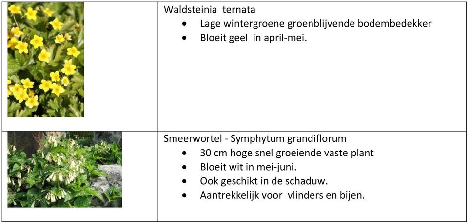 Smeerwortel - Symphytum grandiflorum 30 cm hoge snel