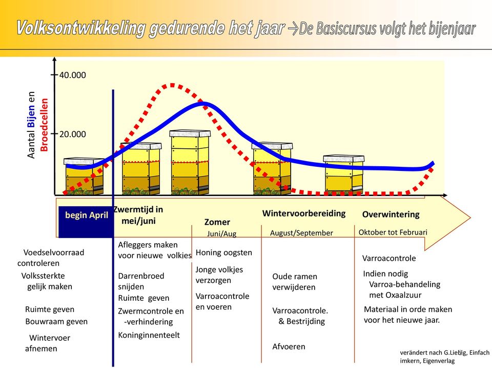 maken voor nieuwe volkjes Darrenbroed snijden Ruimte geven Zwermcontrole en -verhindering Koninginnenteelt Zomer Juni/Aug Honing oogsten Jonge volkjes verzorgen